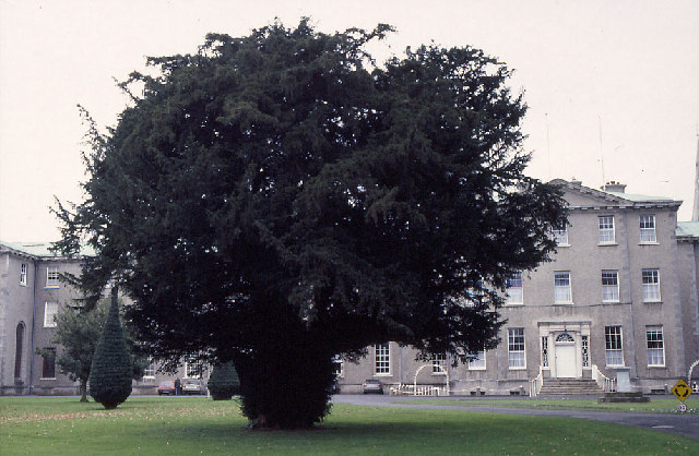 Ireland's oldest tree