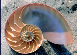 snail shell